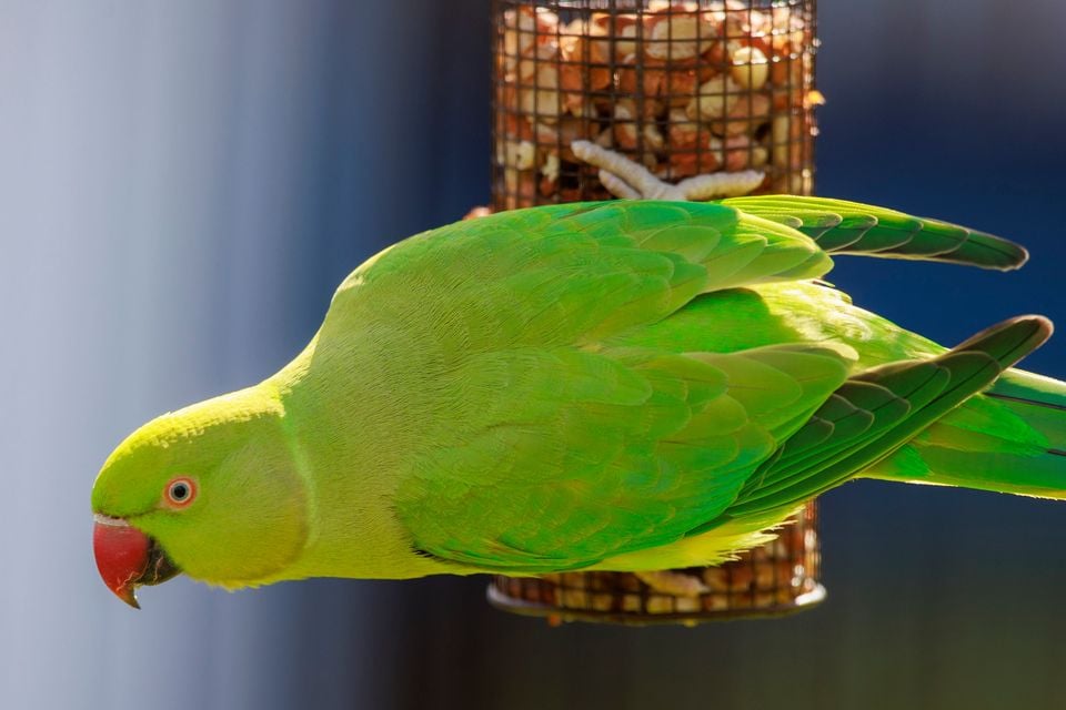 A tropical parakeet at the Waterworks Park in north Belfast. Pic: PA